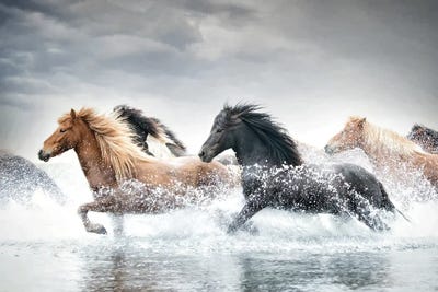 Horse Run V by PH Burchett canvas print