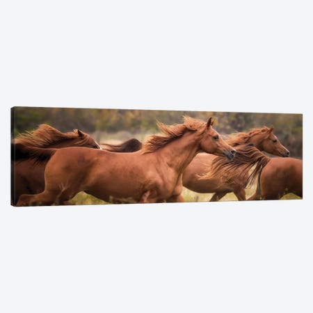 Horse Run VI Canvas Print #PHB93} by PHBurchett Canvas Print