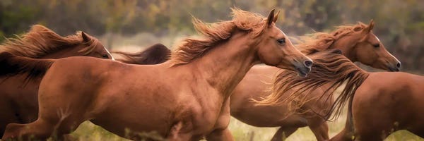 Horses: Horse Run VI by PH Burchett