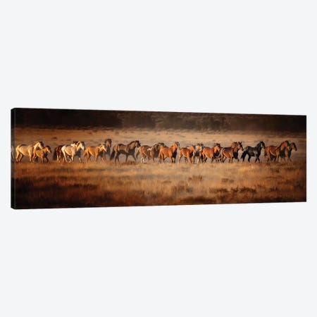 Horse Run VII Canvas Print #PHB94} by PHBurchett Canvas Artwork