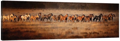 Horse Run VII Canvas Art Print - Field, Grassland & Meadow Art