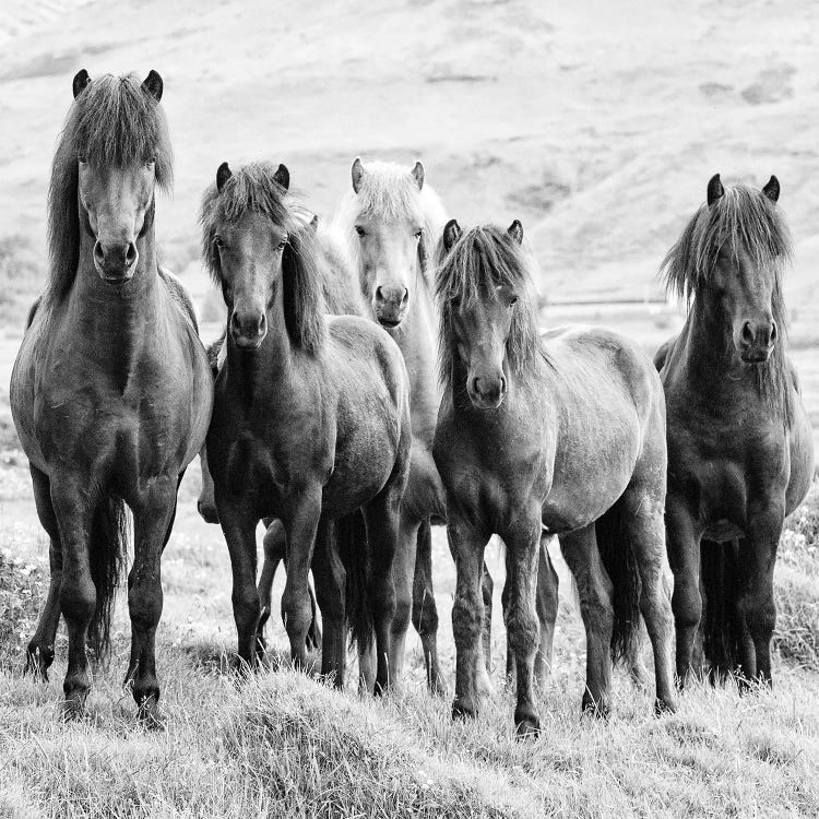 B&W Horses VIII