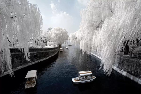 Willow Trees: Another Look At China XI by Philippe Hugonnard
