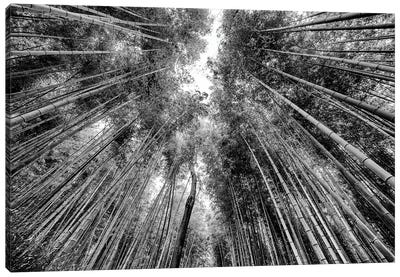 Sagano Bamboo Forest Canvas Art Print