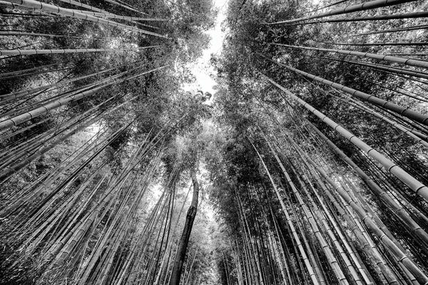 Bamboo: Sagano Bamboo Forest by Philippe Hugonnard