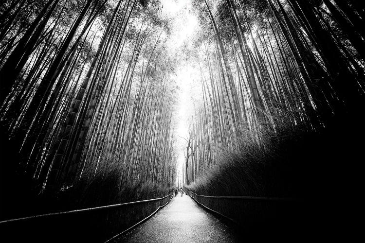 Arashiyama Bamboo Forest Black Japan