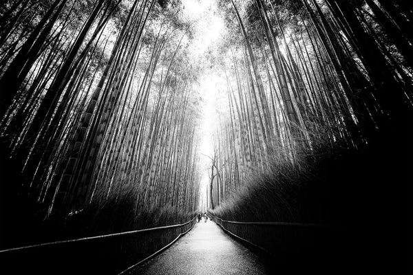 Trees: Arashiyama Bamboo Forest Black Japan by Philippe Hugonnard