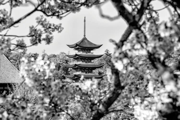 Pagoda Cherry Blossom