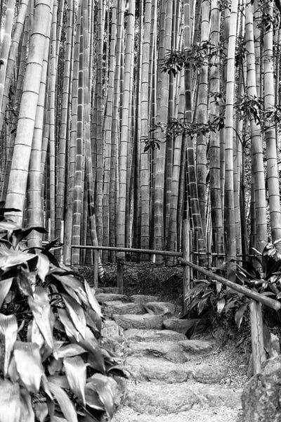 Natural Wonders: Between Bamboos by Philippe Hugonnard