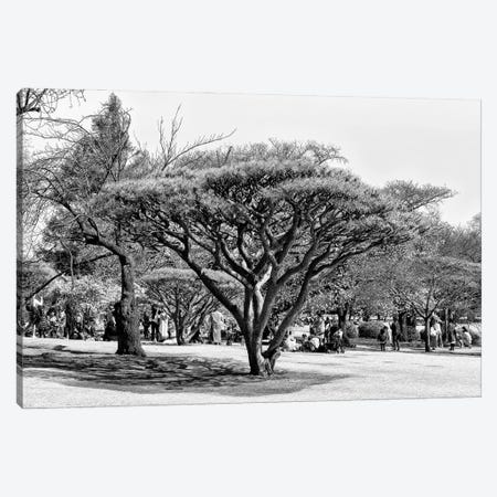 Japanese Tree Canvas Print #PHD1324} by Philippe Hugonnard Art Print