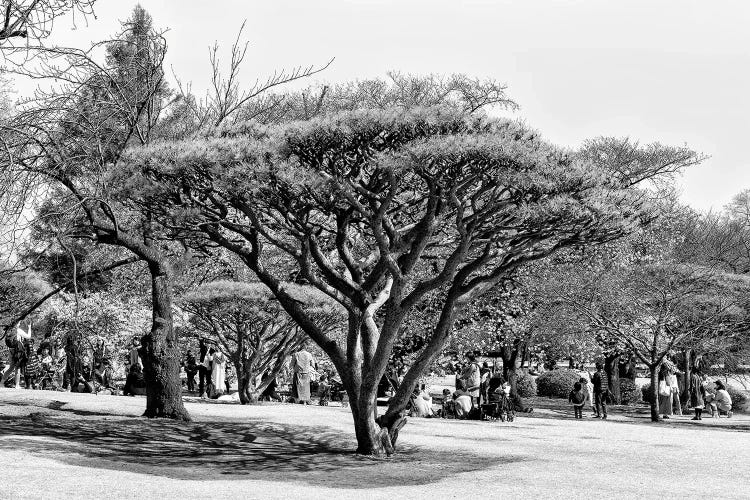 Japanese Tree