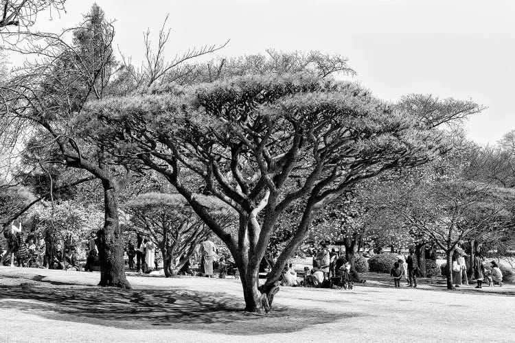 Japanese Tree by Philippe Hugonnard wall art