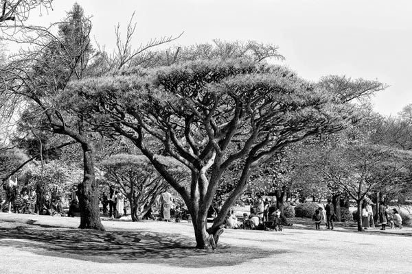 Japanese Tree