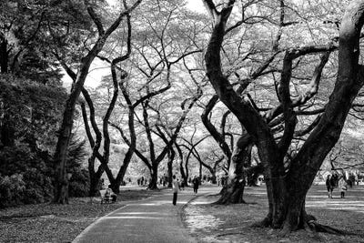 Majestic Trees by Philippe Hugonnard canvas print