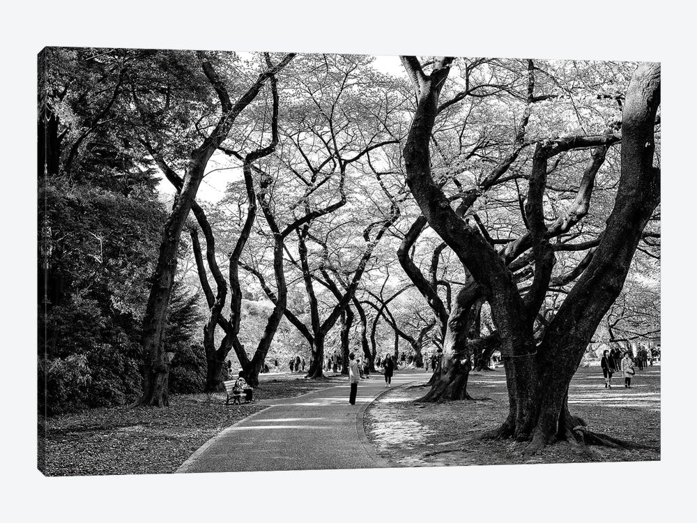 Majestic Trees by Philippe Hugonnard 1-piece Canvas Art Print