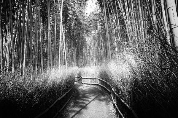Bamboo: Kyoto Bamboo Trail by Philippe Hugonnard