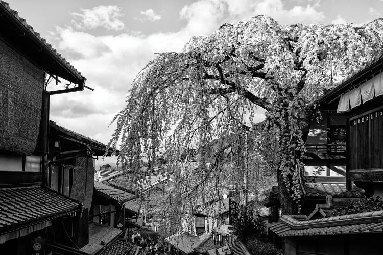 Kyoto Cherry Blossoms