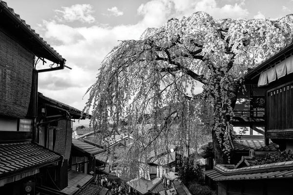 Kyoto: Kyoto Cherry Blossoms by Philippe Hugonnard