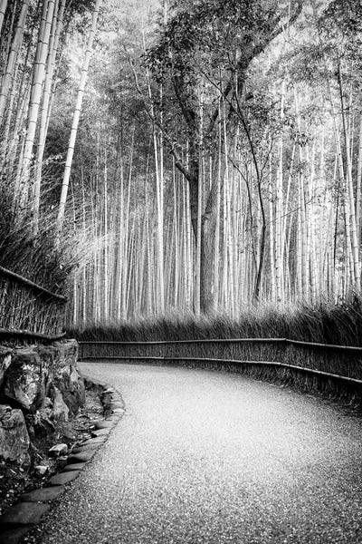 Bamboo: Path To Bamboo Forest by Philippe Hugonnard