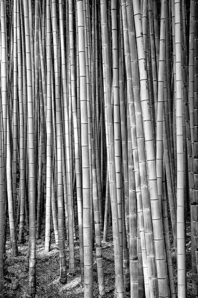 Natural Wonders: Thousand And One Bamboos by Philippe Hugonnard