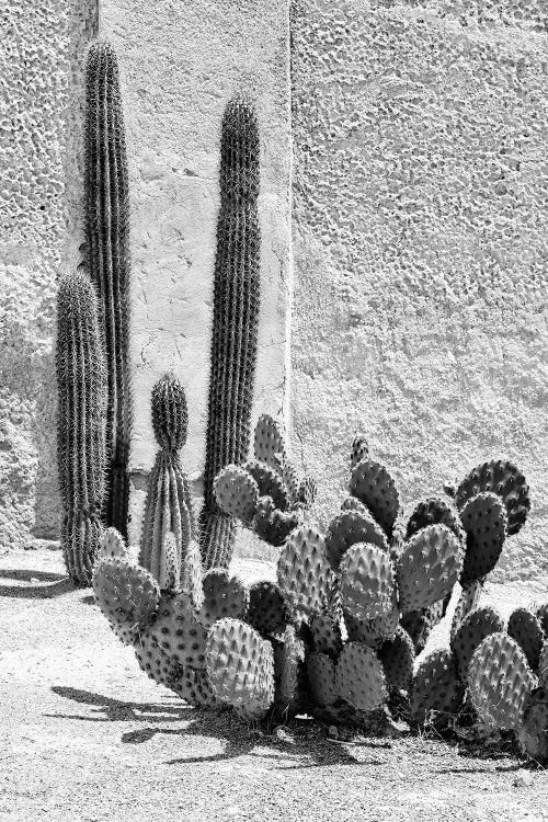 Black Arizona Series - Prickly Pear Cactus