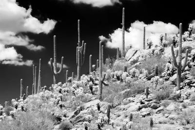 Saguaro Cactus Hill by Philippe Hugonnard canvas print