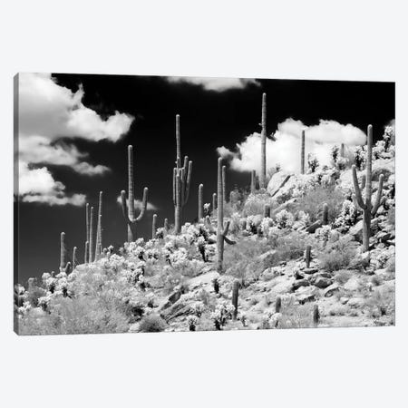 Black Arizona Series - Saguaro Cactus Hill Canvas Print #PHD1469} by Philippe Hugonnard Canvas Print