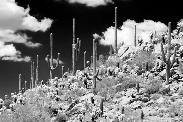 Black Arizona Series - Saguaro Cactus Hill