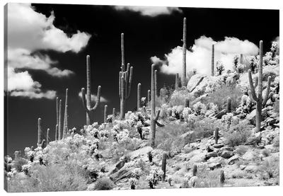 Black Arizona Series - Saguaro Cactus Hill Canvas Art Print - Saguaro National Park Art