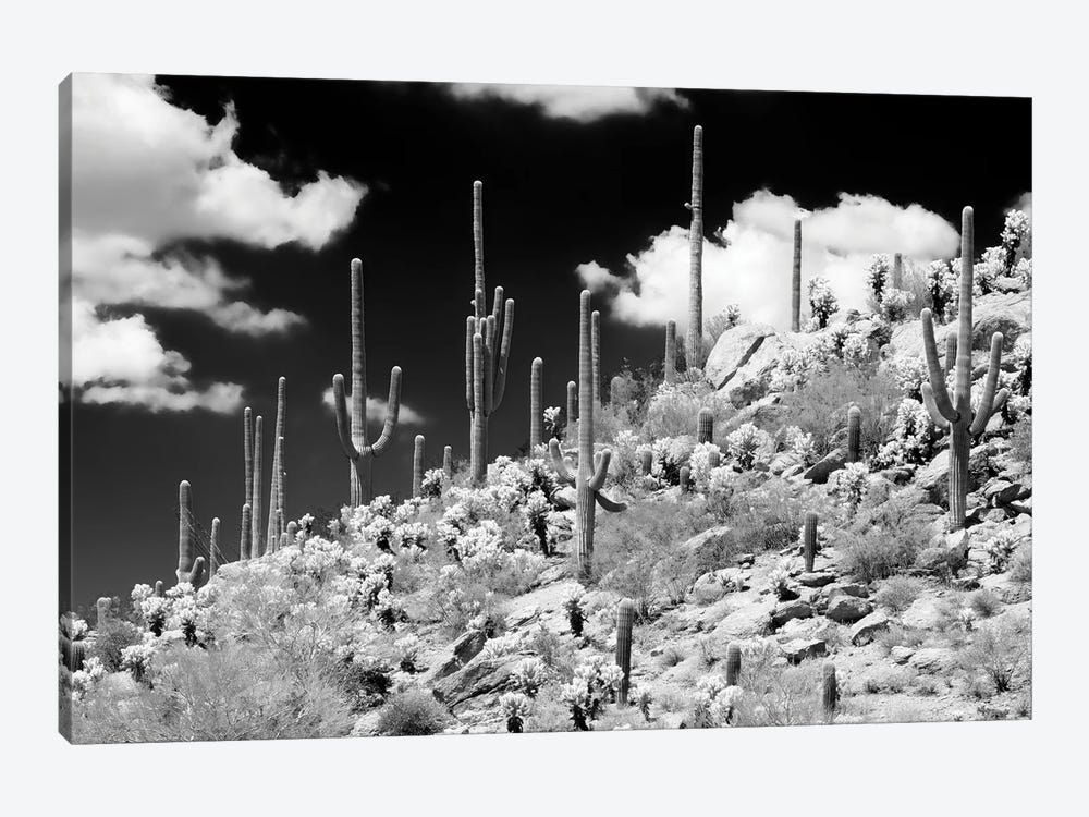 Black Arizona Series - Saguaro Cactus Hill by Philippe Hugonnard 1-piece Canvas Artwork