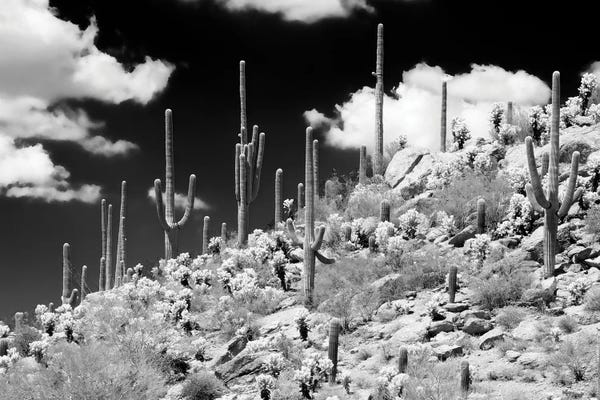 Saguaro National Park: Saguaro Cactus Hill by Philippe Hugonnard