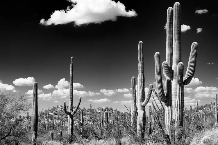 Black Arizona Series - Saguaro Cactus Desert