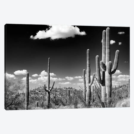 Black Arizona Series - Saguaro Cactus Desert Canvas Print #PHD1470} by Philippe Hugonnard Canvas Art