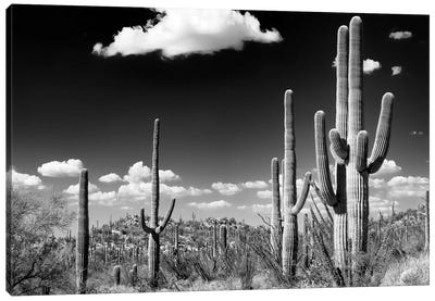 Black Arizona Series - Saguaro Cactus Desert Canvas Art Print - Saguaro National Park Art