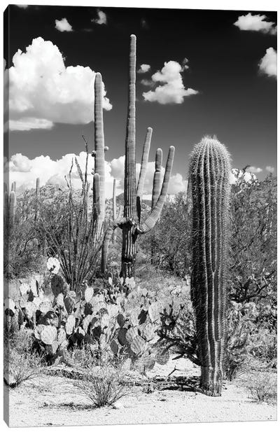 Black Arizona Series - Cactus Desert Canvas Art Print - All Black Collection