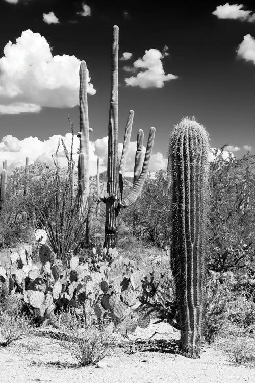 Black Arizona Series - Cactus Desert