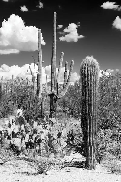 Arizona: Cactus Desert by Philippe Hugonnard