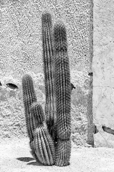 Black Arizona Series - Cactus
