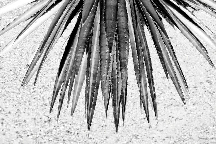 Black Arizona Series - Aloe Vera