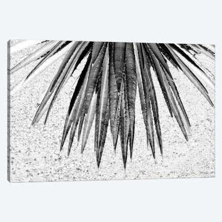 Black Arizona Series - Aloe Vera Canvas Print #PHD1474} by Philippe Hugonnard Canvas Print