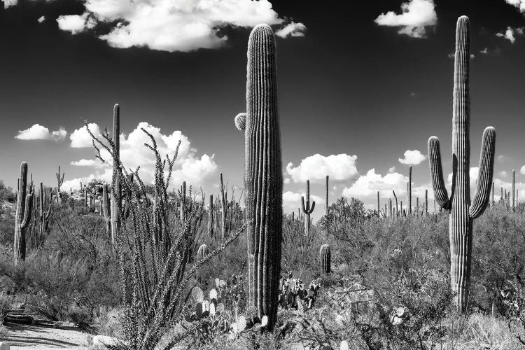 Black Arizona Series - Saguaro Cactus