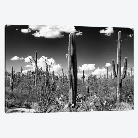 Black Arizona Series - Saguaro Cactus Canvas Print #PHD1475} by Philippe Hugonnard Canvas Art Print