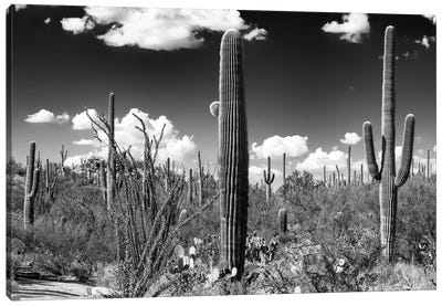 Black Arizona Series - Saguaro Cactus Canvas Art Print - Saguaro National Park Art