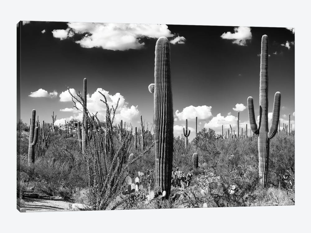 Black Arizona Series - Saguaro Cactus by Philippe Hugonnard 1-piece Canvas Print