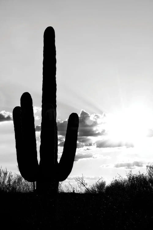 Black Arizona Series - Saguaro Cactus Shadow Sunset