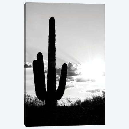 Black Arizona Series - Saguaro Cactus Shadow Sunset Canvas Print #PHD1476} by Philippe Hugonnard Canvas Print