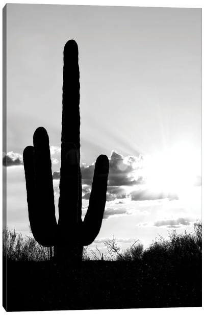 Black Arizona Series - Saguaro Cactus Shadow Sunset Canvas Art Print - Saguaro National Park Art