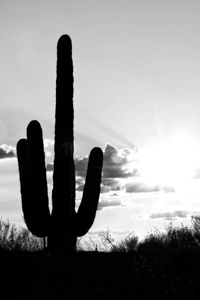 Saguaro Cactus Shadow Sunset