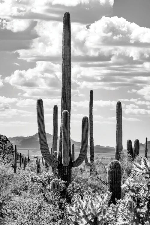 Black Arizona Series - Giant Saguano Cactus