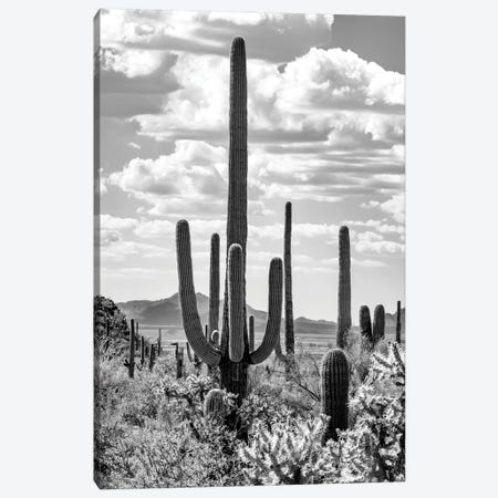 Black Arizona Series - Giant Saguano Cactus Canvas Print #PHD1482} by Philippe Hugonnard Canvas Art Print